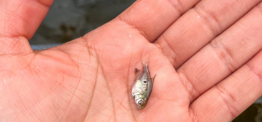Aprimorar a reprodução de peixes nativos em Sistema de Recirculação de Águas (RAS) na Região do médio e baixo Amazonas é o objetivo de uma pesquisa científica apoiada pelo Governo do Amazonas, por meio da Fundação de Amparo à Pesquisa do Estado do Amazonas (Fapeam), com foco em empreendedorismo e sustentabilidade.